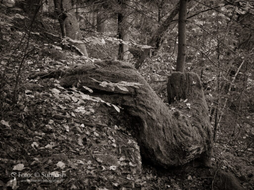 Subhash: „Am Kleinen Kamp #3901”